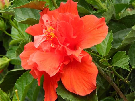 Red Hawaiian Hibiscus Flower Hd Desktop Wallpaper Widescreen High