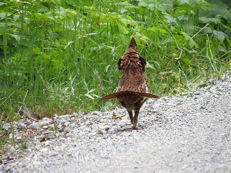 The Ruffed Grouse Vancouver Island Bc