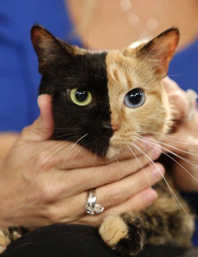 Venus The Two Faced Cat Two Faced Cat Cats Cat Work