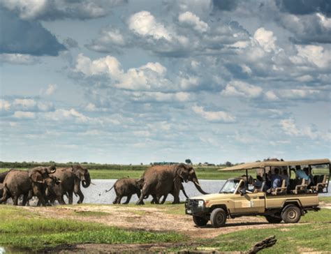 Kalahari Tours Safari Day Trip In Chobe National Park