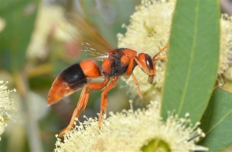 Large Potters Wasp Abispa Ephippium A Mudnest Wasp Abisp Flickr