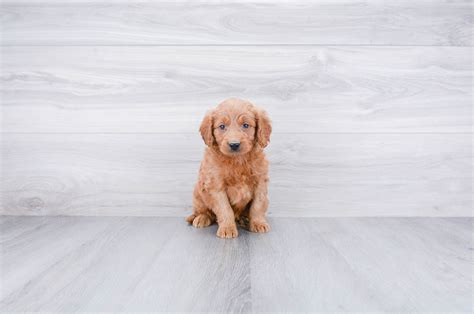 The goldendoodle gained popularity in the 1990's, and breeders soon began developing a smaller goldendoodles by introducing the mini. Mini Goldendoodle Puppies for Sale - US Shipping | Premierpups