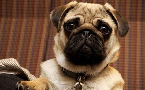 Pug Health So Bad It Cant Be Considered A Typical Dog Study Rnz News