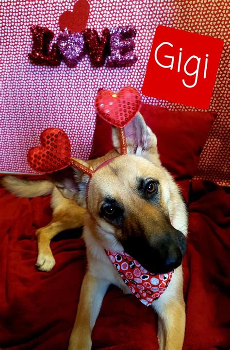 Meet Gigi She Just Turned 1yr Good Doggy Pet Spa