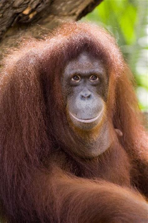 Close Up Portrait Of Female Orangutan Orangutan Facts And Information