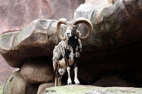 Mouflon Ovis Gmelini Zoochat