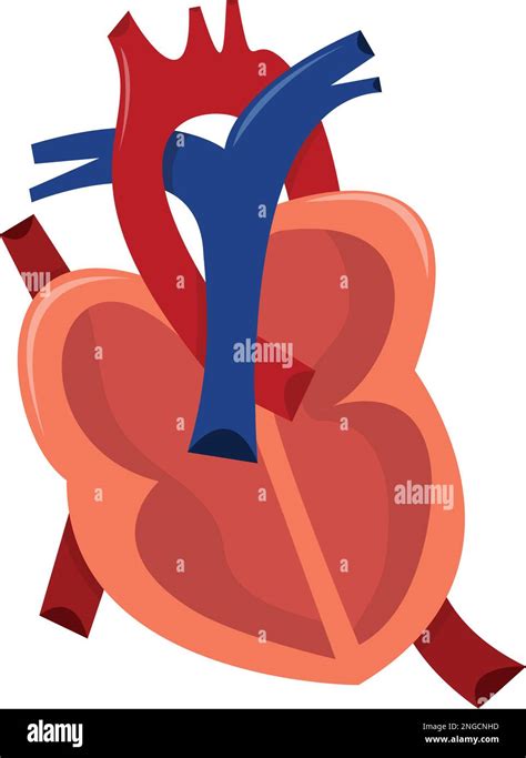 A Stylized Vector Illustration Of A Cross Section Of Human Heart Stock