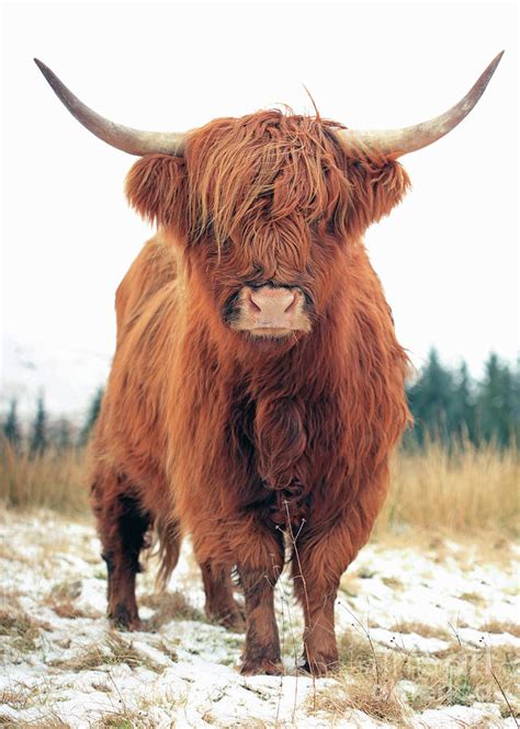 Scottish Red Highland Coo Photograph By Maria Gaellman Fine Art America