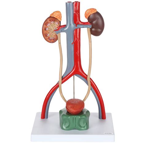 Buy Axis Scientific Anatomy Model Of Male Urinary System Urinary