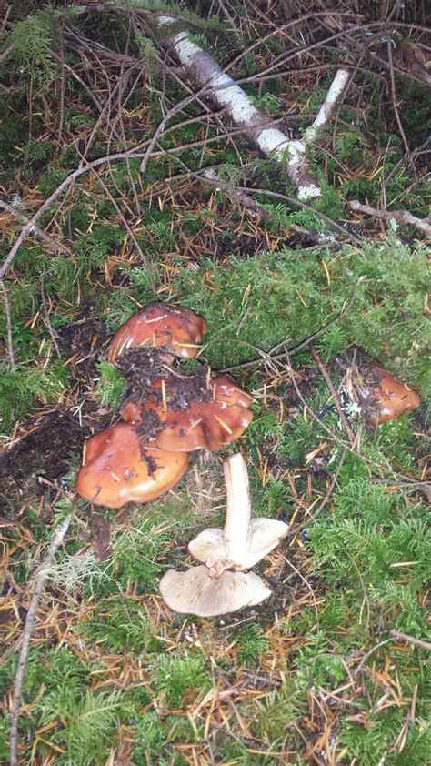 Edible Wild Mushrooms Mushroom Hunting And