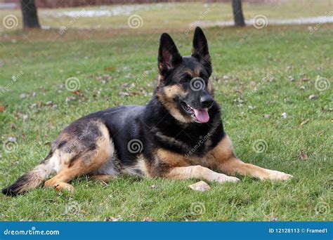 German Shepherd Female Stock Photos Image 12128113