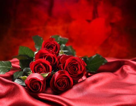 Red Rose 4k Wallpapers Top Free Red Rose 4k Backgroun