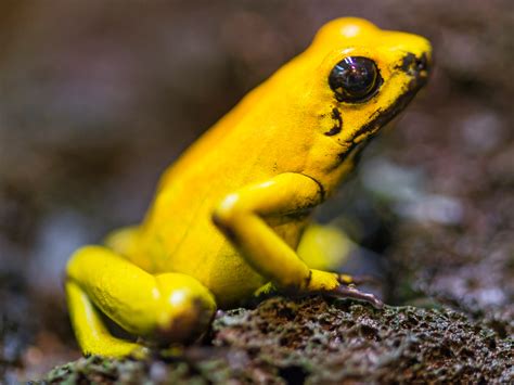 Chemists Re Create Deadly Frog Poison In The Lab Npr And Houston Public