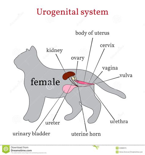 Urogenital System Of The Female Cat Stock Vector Illustration Of