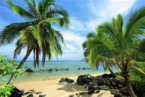 Palm Trees On Anini Beach Kauai Hawaii United States Of America