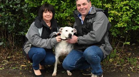 Britains Loneliest Dog Visited 10000 Times But Never Taken Home