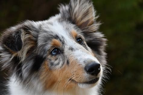 Shetland Sheepdog Breed What You Have To Know