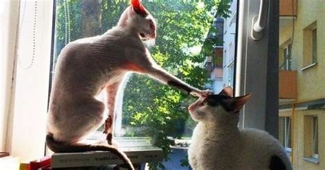 ¡cuánta Razón Gatos Haciendo Cosas De Gatos