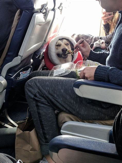 Can U Take Dog On Plane