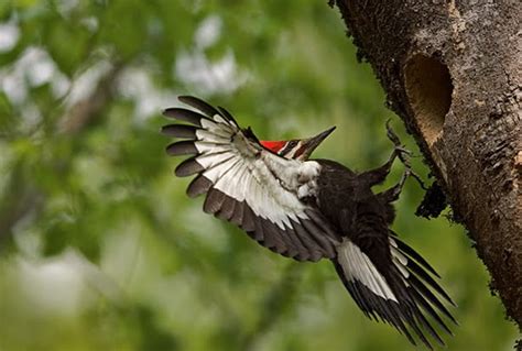 Ivory Billed Woodpecker Campephilus Principalis Carnivora