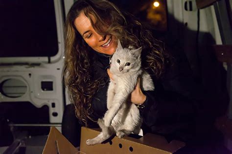 Miracle Kitten Survives Ride Under Car Hood In Freezing Temperatures Aspca