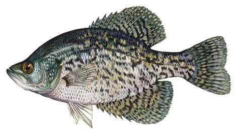 Black Crappie Delaware Fish Facts