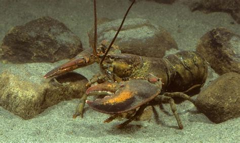 Discover The Largest Lobster Ever Caught In Maine A Z Animals