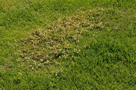 Treating Crabgrass In Your Lawn Grasshopper Gardens