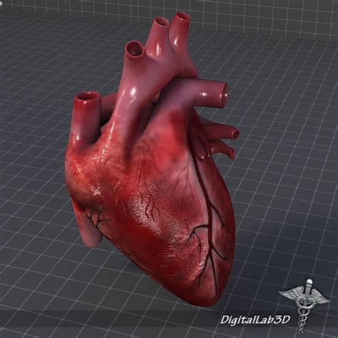 Human Heart Anatomy 1 3d Model Max Obj 3ds Fbx C4d Lwo Lw Lws