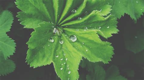 4096x2304 4096x2304 Nature Water Drops Leaves Wallpaper