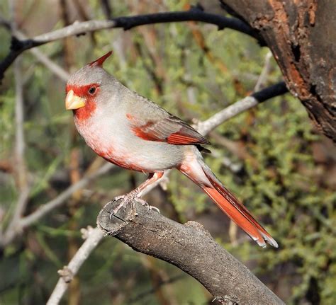 Male Pyrrhuloxia 31023 6 Photo By Martin Molina Souther Flickr