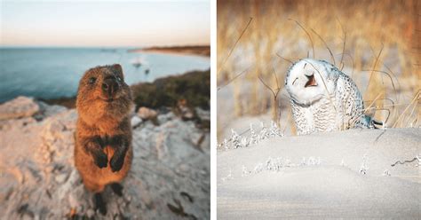 Hilariously Adorable Entries From The 2019 Comedy Wildlife Photography