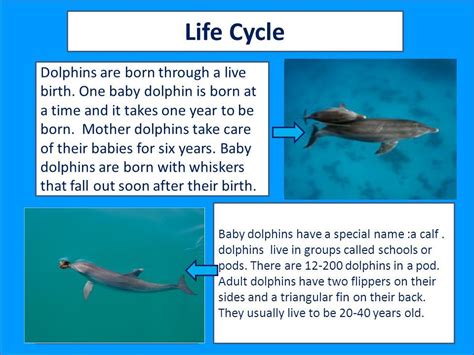 Dolphin Life Cycle Facts Clemente Colby