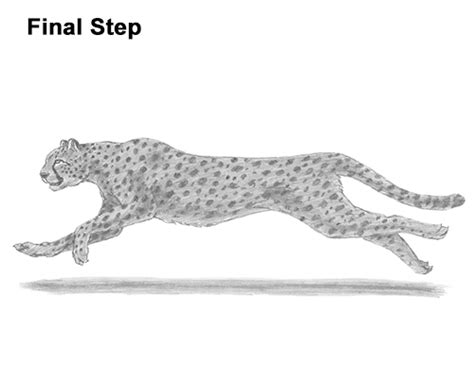 Cheetahs are the perfect running machines. How to Draw a Cheetah Running