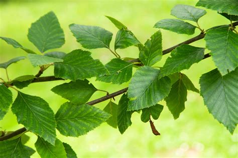 How To Grow And Care For River Birch