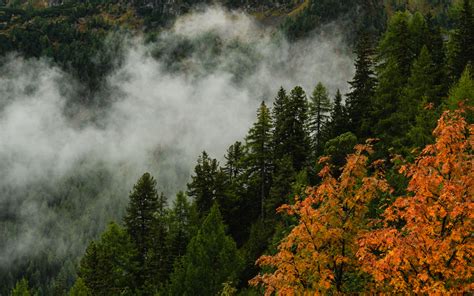 Download Wallpaper 3840x2400 Mountain Forest Trees Fog Autumn