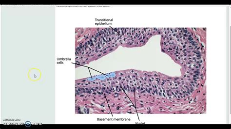 Histology Of Urinary Tissues Kidney Bladder Ureter Youtube