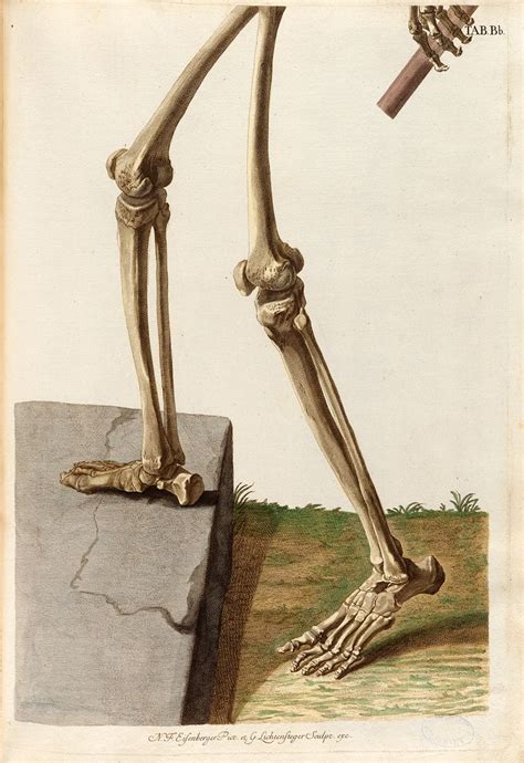 Plate B Lower Half From Christoph Jacob Trews Tabulae Osteologicae