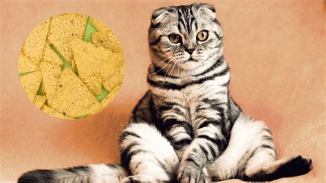 Can Cats Have Tortilla Chips The Surprising Answer