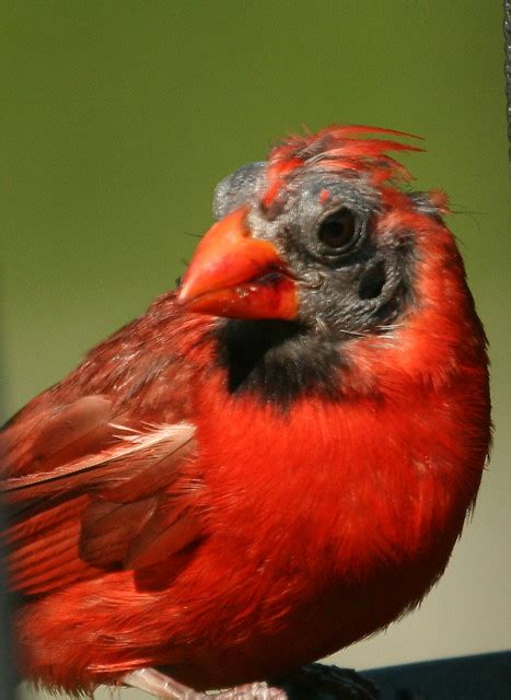 Molting Cardinal Flickr Photo Sharing
