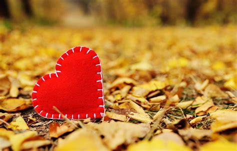 Wallpaper Autumn Leaves Love Park Heart Yellow Love Heart