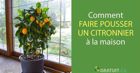 Comment Faire Pousser Un Oranger à Partir De Pépin Mamansanta