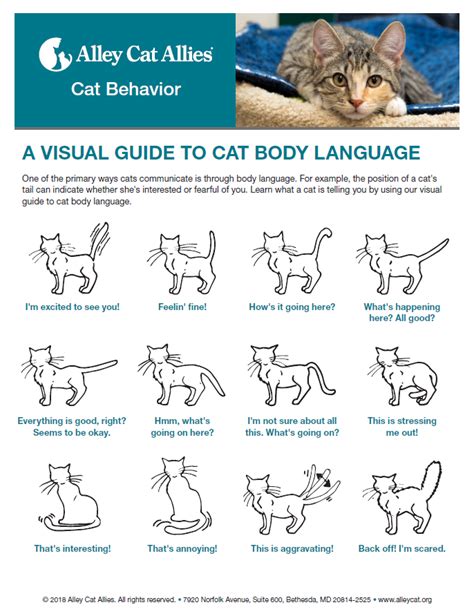 Cat Body Language Translation