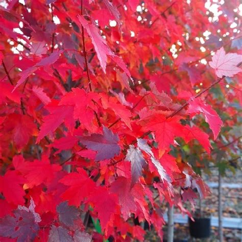 Acer Rubrum Sun Valley American Red Maple Circa 150 180cms Tall