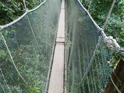 If you are touring through kinabalu national park make sure you stop at the poring canopy walkway. Rainforest Of Borneo: Kinabalu Park & Poring Hot Spring ...
