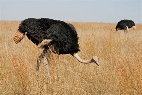 Male Ostrich On A Dry Grassland Free Stock Photo Public Domain Pictures