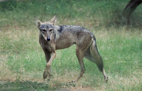 Indian Wolf Facts Size Habitat Diet Lifespan Pictures