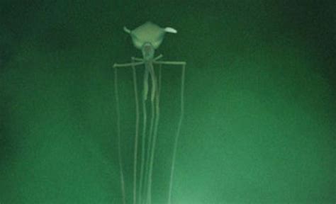 Video These Freaky Images Of An Alien Like Deep Sea Squid Will Haunt
