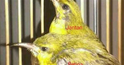 Burung ini pertama kali ditemukan pada tahun 1981. CARA MEMBEDAKAN SOGOK ONTONG JANTAN DAN BETINA PALING AKURAT | KICAUKAN | Klub Burung Kicau