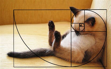 Fibonacci Sequence In Animals